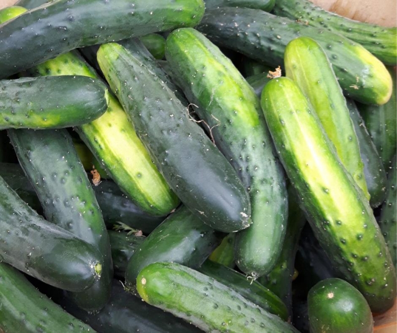 Field cucumbers (each) image